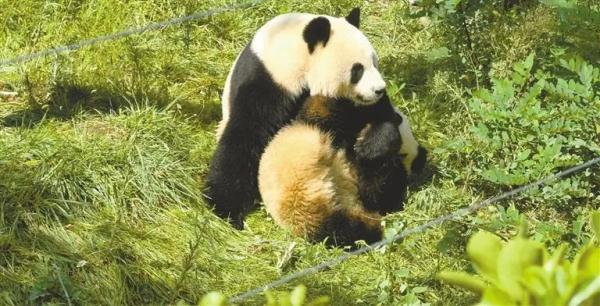 秦岭大熊猫简历，秦岭大熊猫国宝中的萌