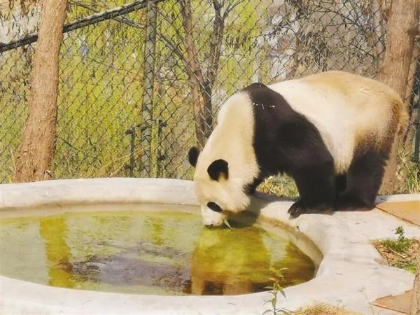 秦岭大熊猫简历，秦岭大熊猫国宝中的萌