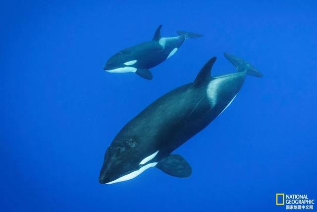 最像人类的动物，大猩猩最像人类的物种（第一个即将灭绝的类人猿）