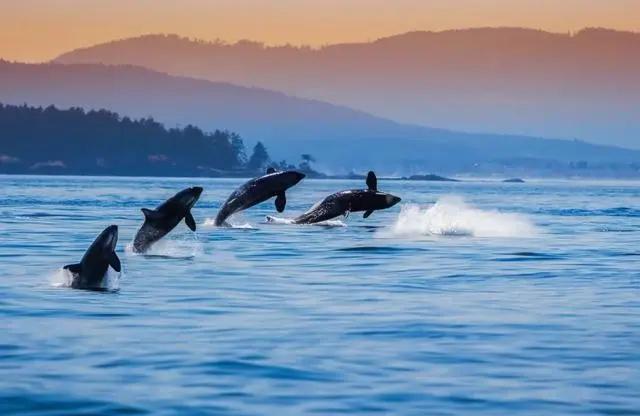 最像人类的动物，大猩猩最像人类的物种（第一个即将灭绝的类人猿）