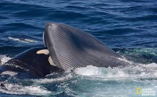 最像人类的动物，大猩猩最像人类的物种（第一个即将灭绝的类人猿）