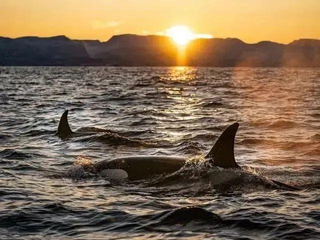 最像人类的动物，大猩猩最像人类的物种（第一个即将灭绝的类人猿）