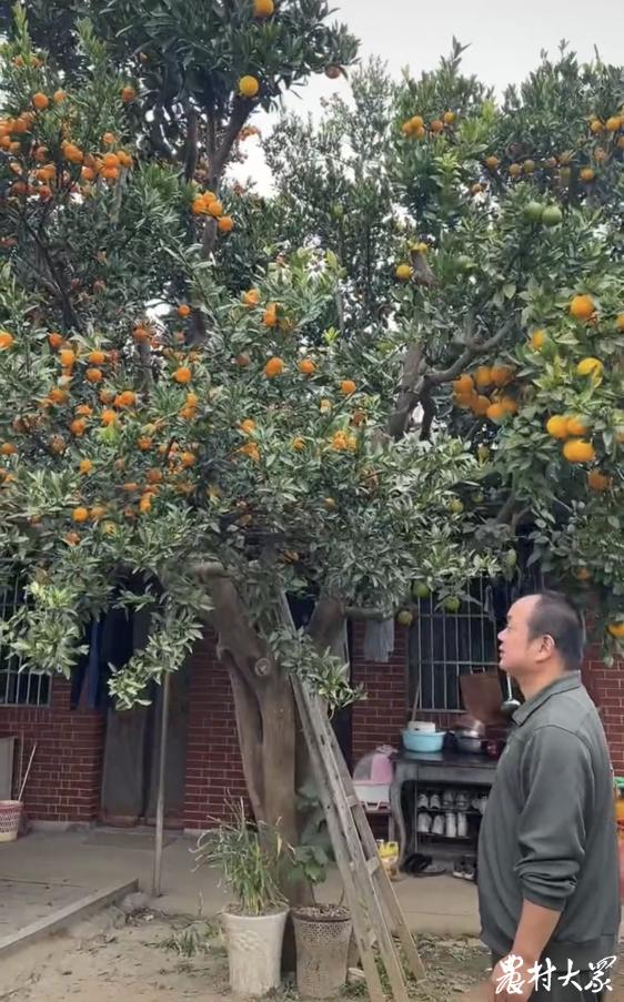 盘点那些好吃到爆的水果，香蕉第1,桃子橙子祖先都是咱中国