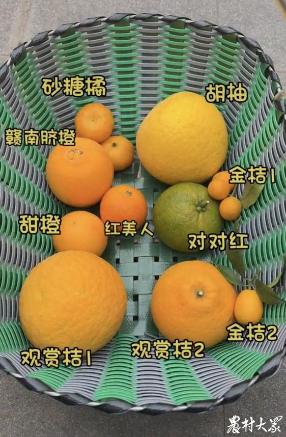 盘点那些好吃到爆的水果，香蕉第1,桃子橙子祖先都是咱中国