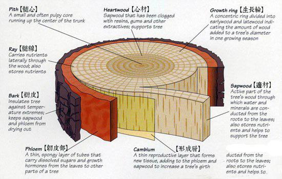 盘点那些好吃到爆的水果，香蕉第1,桃子橙子祖先都是咱中国