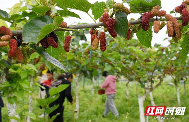 韶山的核心区在哪里，高质量发展迸发耀眼