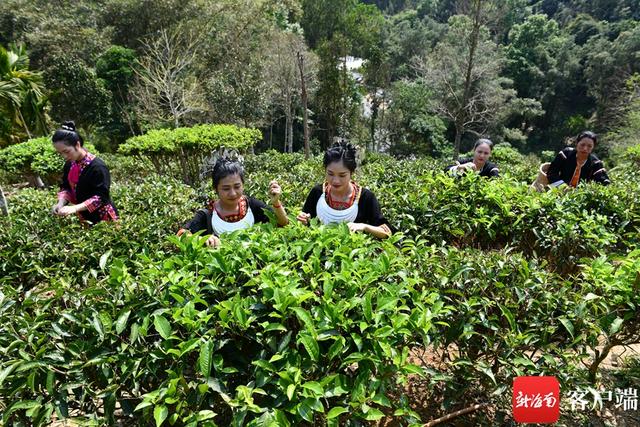 糖尿病锡兰红茶(红茶糖尿病的人能喝吗)