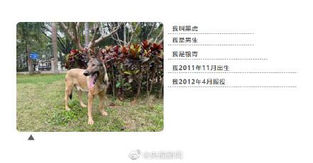 汪汪队中的消防犬，4只消防搜救犬征集领养人