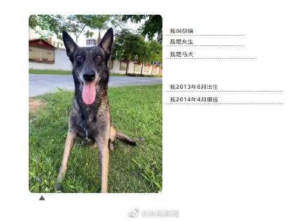 汪汪队中的消防犬，4只消防搜救犬征集领养人