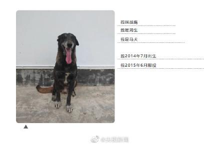 汪汪队中的消防犬，4只消防搜救犬征集领养人