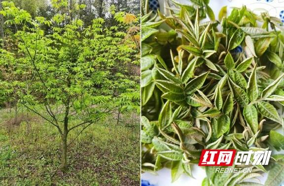 青钱柳叶茶糖尿病(青钱柳叶茶糖尿病人能喝吗)