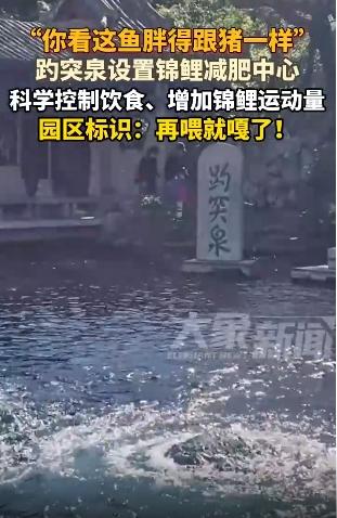 形容鱼肥胖(形容鱼很肥的句子)