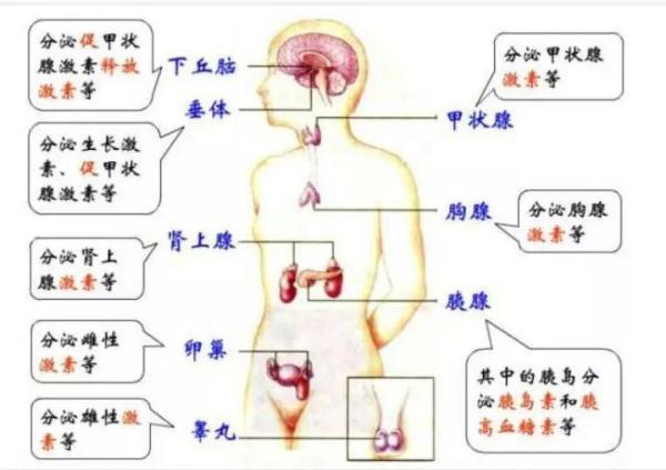 肥胖会导致内分泌失调吗(肥胖会不会影响内分泌)