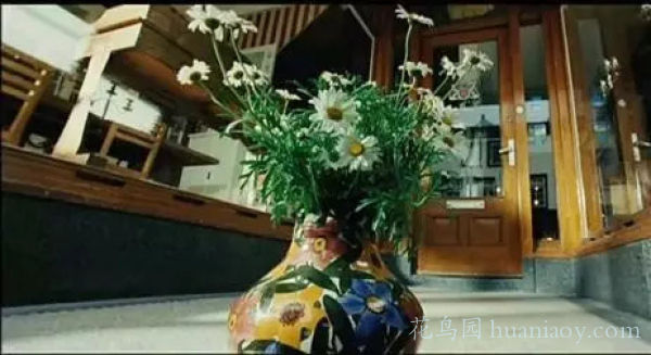 雏菊花语是什么 小雏菊图片