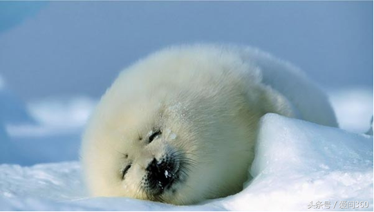 海狗丸的功效与作用(海狗丸多少钱一瓶)