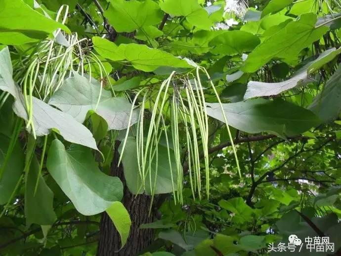 梓树常绿还是落叶梓树是什么树