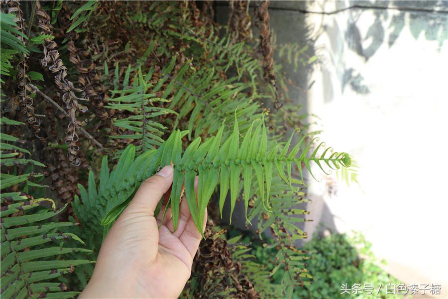 中药蜈蚣草_地蜈蚣草图片中药是治疗什么病