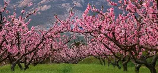 原創｜煙臺這些地方即將進入盛花期，最全“花海地圖”送給你！