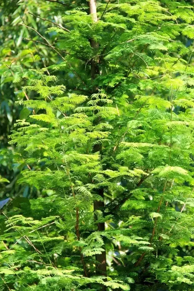 洛阳最适合一日游的10个景点，人少景美离家近！