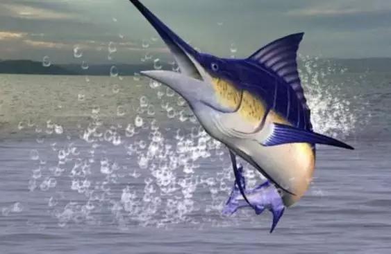 俗称蓝色马林鱼,生活在大西海域,平均游泳时速约为109.4公里.