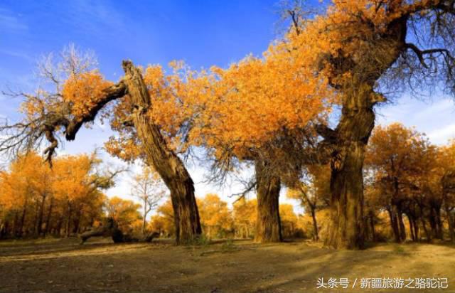 穿行塔克拉瑪干沙漠探尋雅丹與胡楊的蹤跡自駕旅游十一日行
