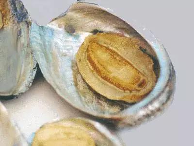 石决明的功效与作用 石决明的功效与作用的功能与主治