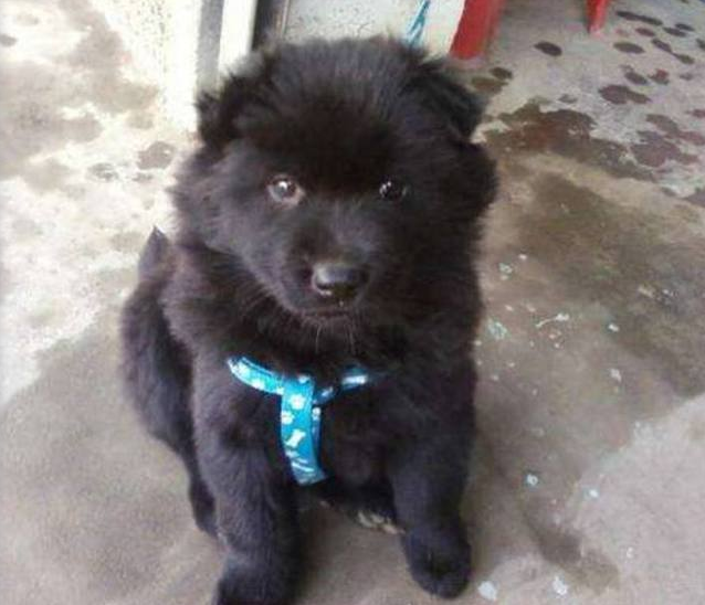 萨摩耶犬多少钱一只 萨摩耶犬的优缺点