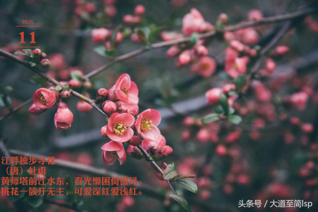 江畔独步寻花的意思 江畔独步寻花表达情感