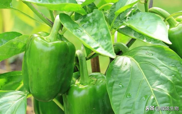 枯草芽孢杆菌 中国十大em菌种品牌厂家
