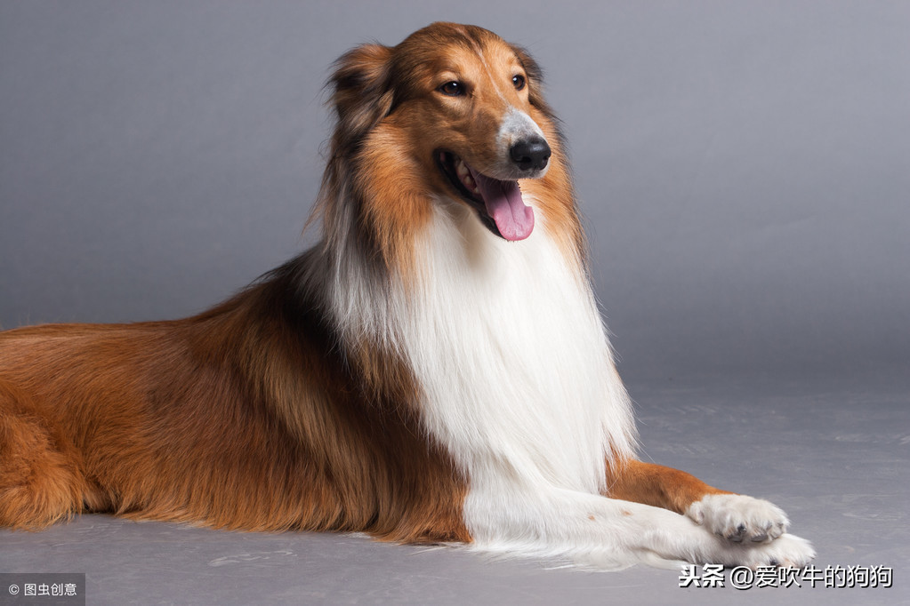 苏格兰牧羊犬 拉布拉多犬