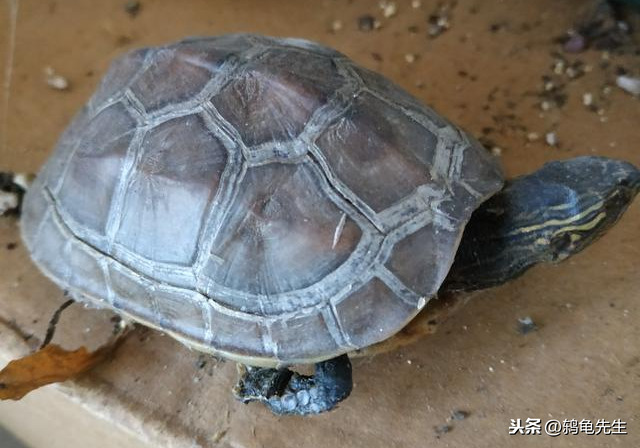 造成冬眠期乌龟死亡的原因有哪些乌龟在冬眠期死亡原因