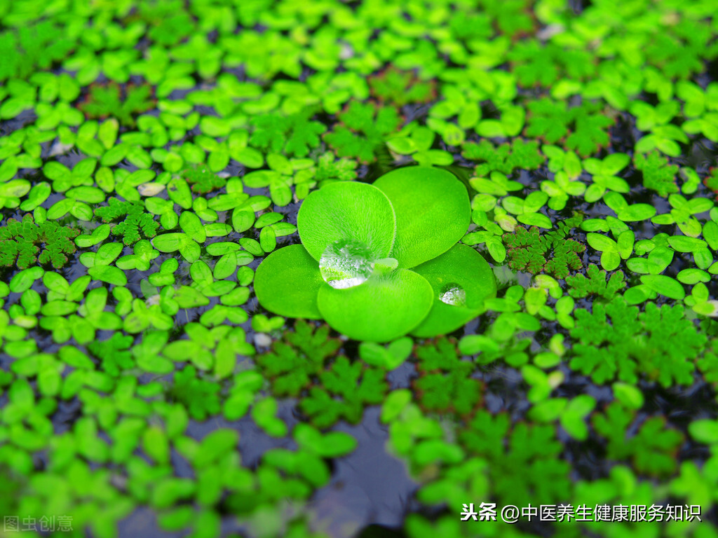 浮萍的功效与作用 水生植物浮萍的照片