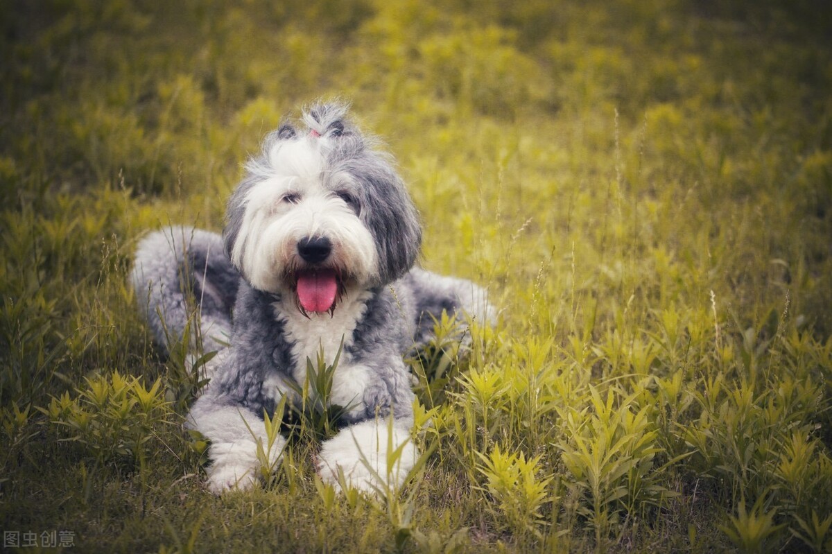 喜乐蒂牧羊犬多少钱最有人气的8种牧羊犬