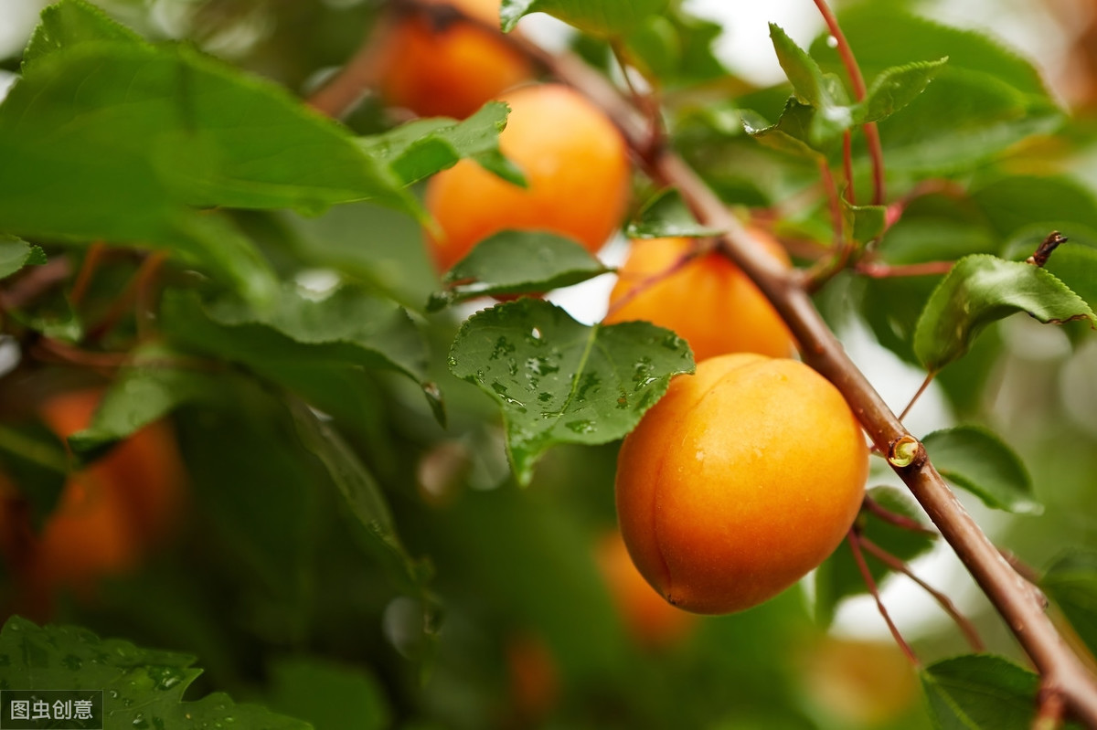 描写杏子成熟的诗句有哪些