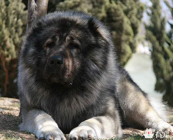 高加索犬图片 高加索牧羊犬图片