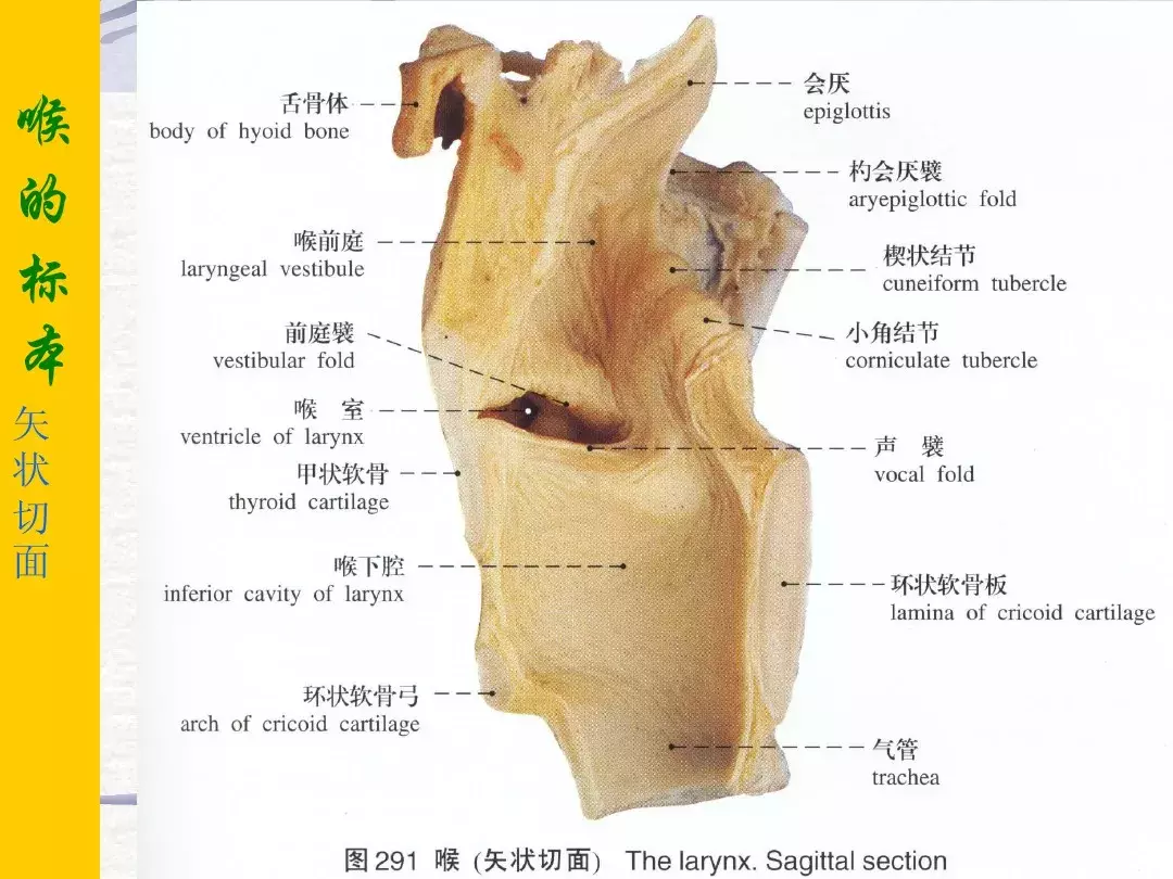 喉咙结构图喉咙结构图解剖图高清