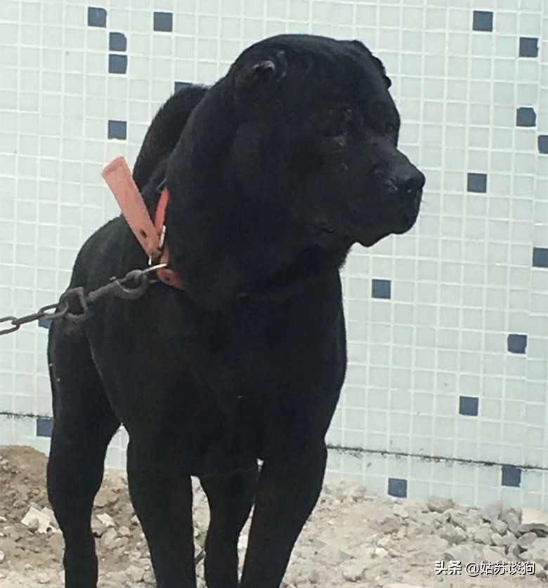 五红犬百科科普关于五红犬的种类小知识