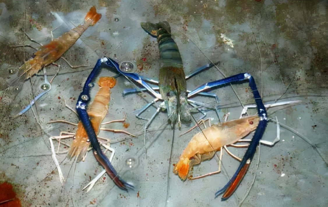 在东南亚地区湄公河流域,生活着一种巨型河虾,学名:macrobrachium