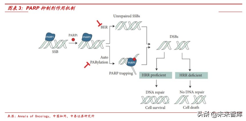医药行业深度报告：适应症横跨多个癌种，PARP抑制剂前景广阔