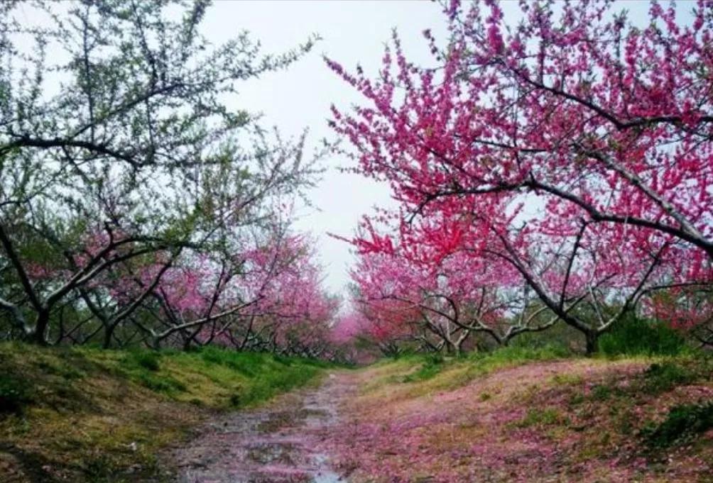 桃花依旧笑春风 