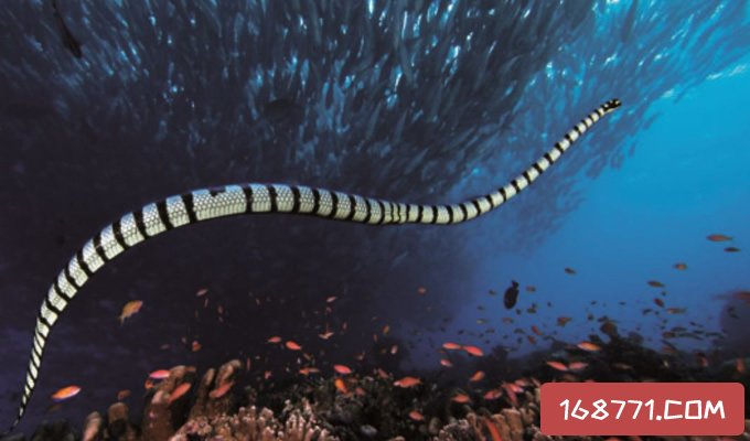 世界上最毒的蛇第一名详解澳洲艾基特林海蛇能吃吗