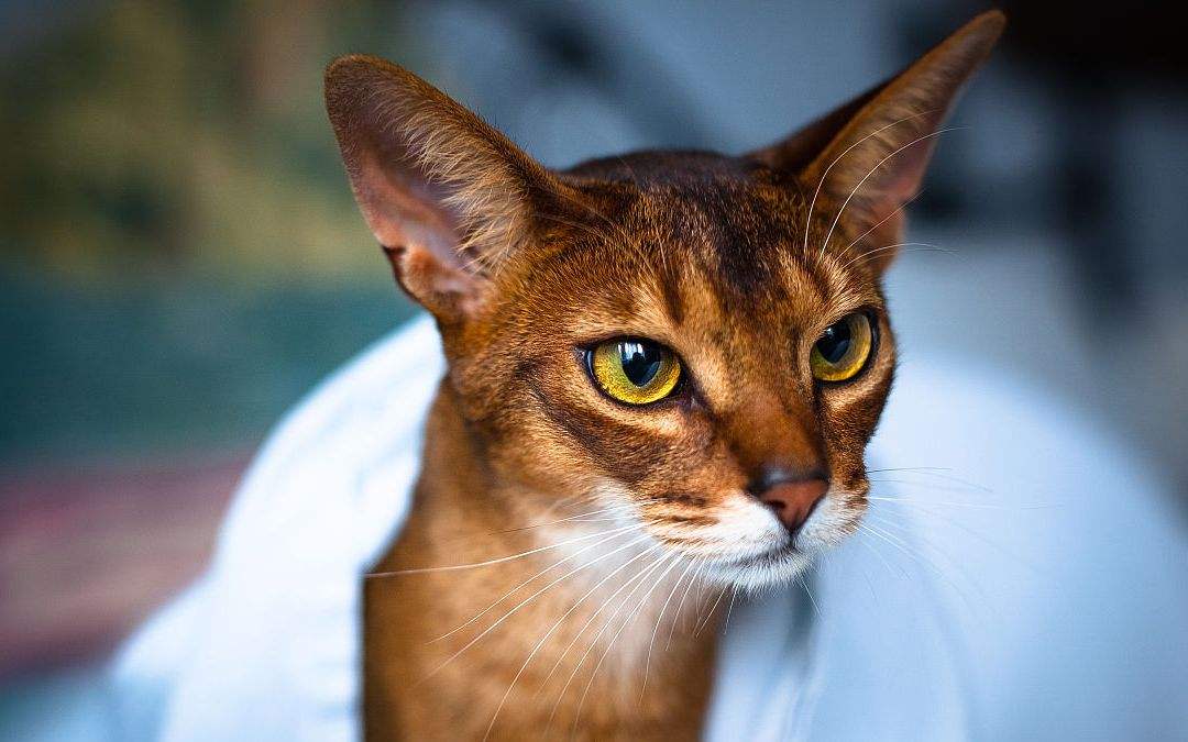 猫咪品种大全及图片 猫咪品种大全及名称