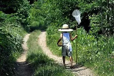 蝉是益虫还是害虫 最常见的28个益虫