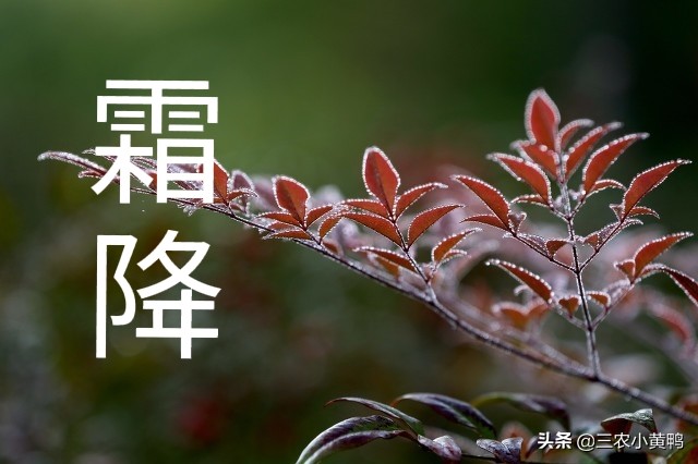为什么早晨有露水一般是晴天，早晨的露水为什么有毒