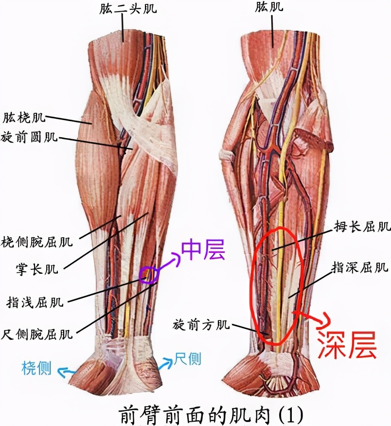 腕力球是如何锻炼手臂肌肉的