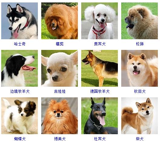 宠物狗品种图片大全 宠物狗的品种名称大全