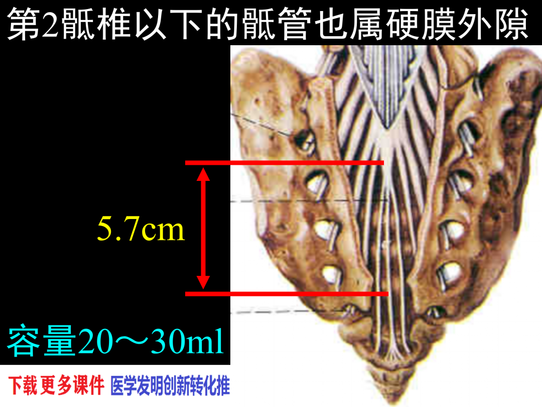 蛛网膜和软脊膜之间的实体腔隙,充满脑脊液,以阻滞该部位的神经根