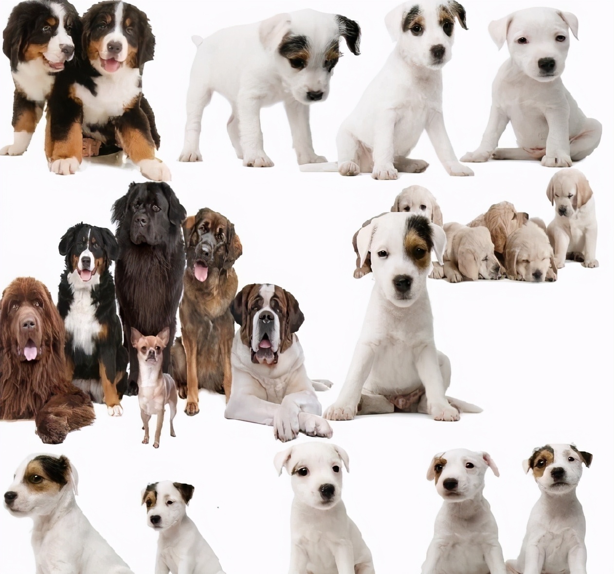 宠物狗的品种及价格 宠物狗品种小型犬