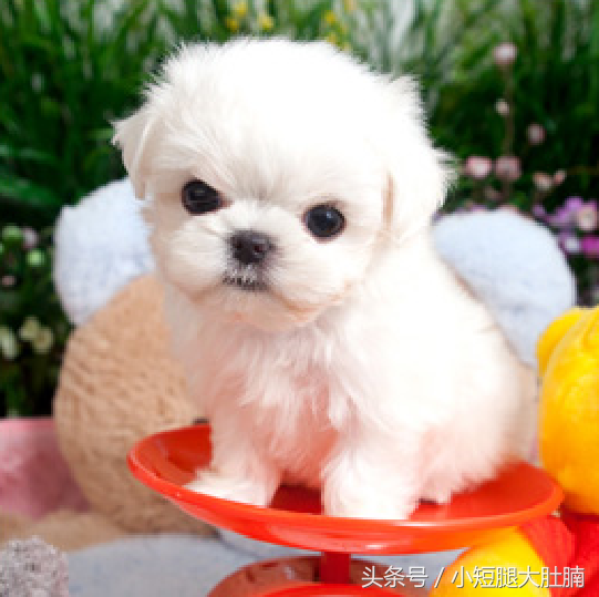 世界上最可爱最小的茶杯犬盘点世上体型最小的10种茶杯犬