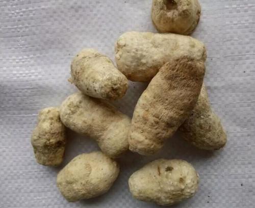 白附子的功效与作用 白附子的副作用